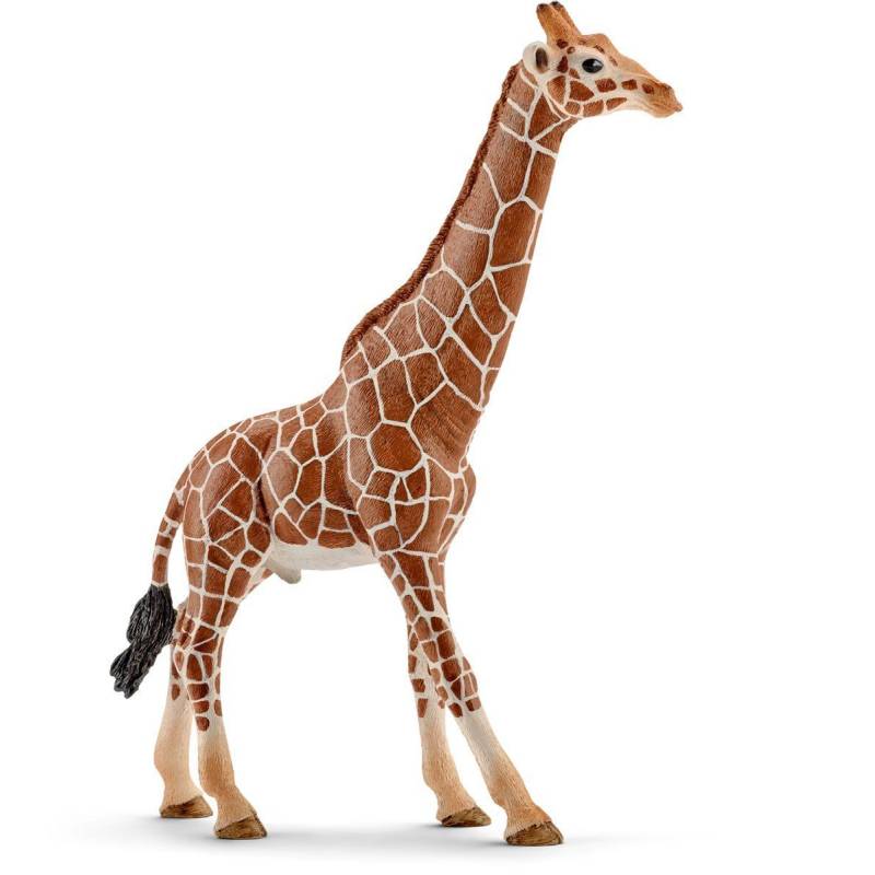 Mannelijke giraffe